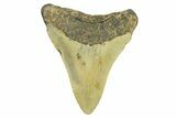 Fossil Megalodon Tooth - North Carolina #298840-1